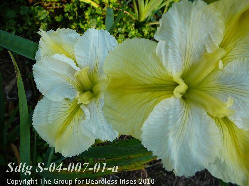 Sdlg S-04-007-01-a 